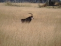 Sable antelope 4